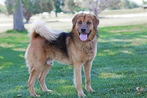 ANIKIN - Chow Chow / German Shepherd Dog available for adoption