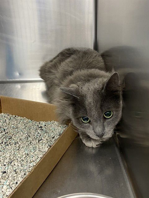 SYLVESTER - Domestic Medium Hair available for adoption