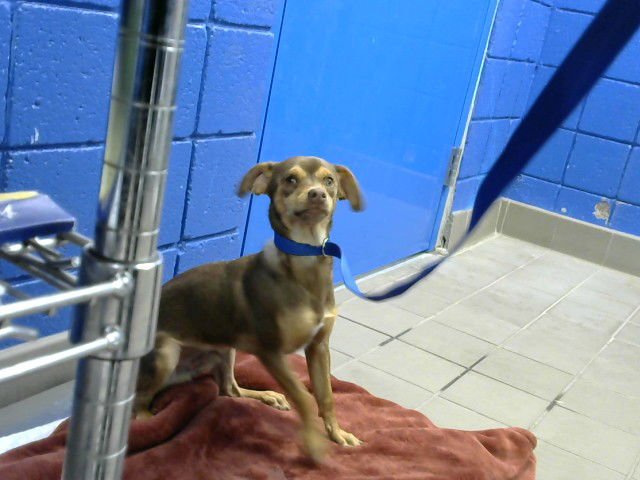 SHERMAN - Chihuahua available for adoption