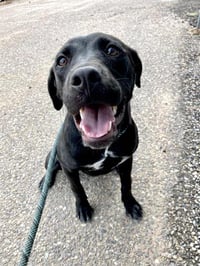 WIGGLES - Photo 1