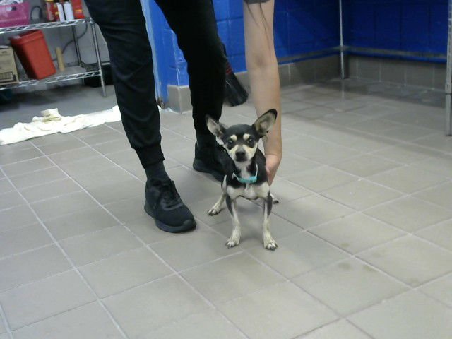 CHAPO - Chihuahua available for adoption