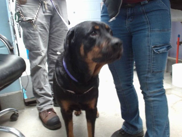 TIRA - Rottweiler available for adoption