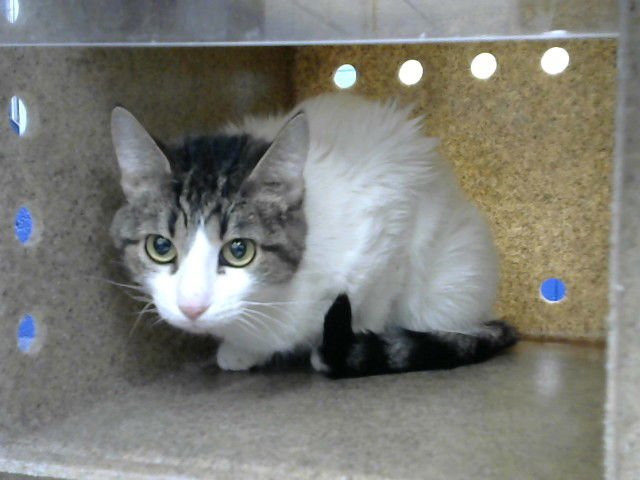 WAFFLE - Domestic Short Hair available for adoption