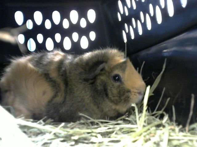 BUDSY - Guinea Pig available for adoption