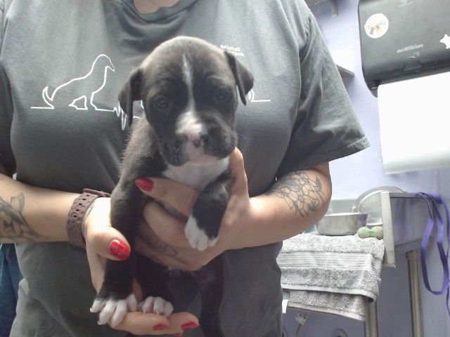 DELILAH - American Pit Bull Terrier available for adoption