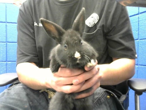 CHEESCAKE - Shorthaired Rabbit available for adoption
