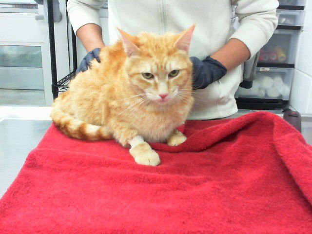 GUERO - Domestic Short Hair for adoption in Albuquerque