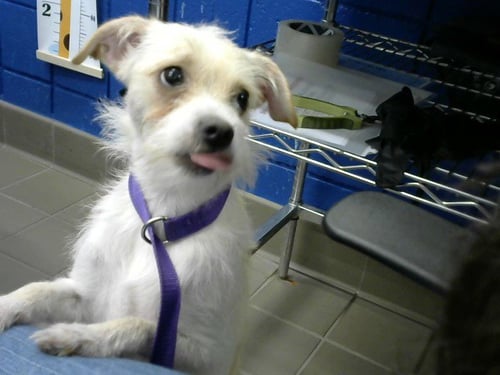 SOLO - Rat Terrier available for adoption