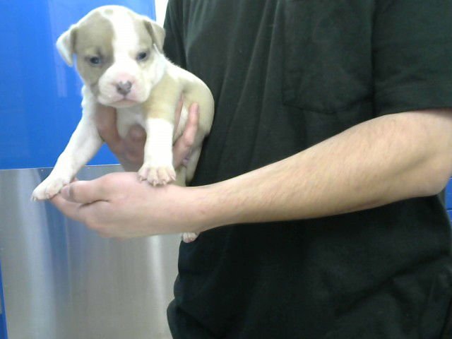 BART - American Pit Bull Terrier available for adoption