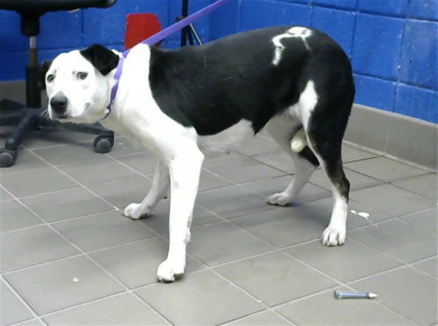 BUNNY - American Pit Bull Terrier available for adoption