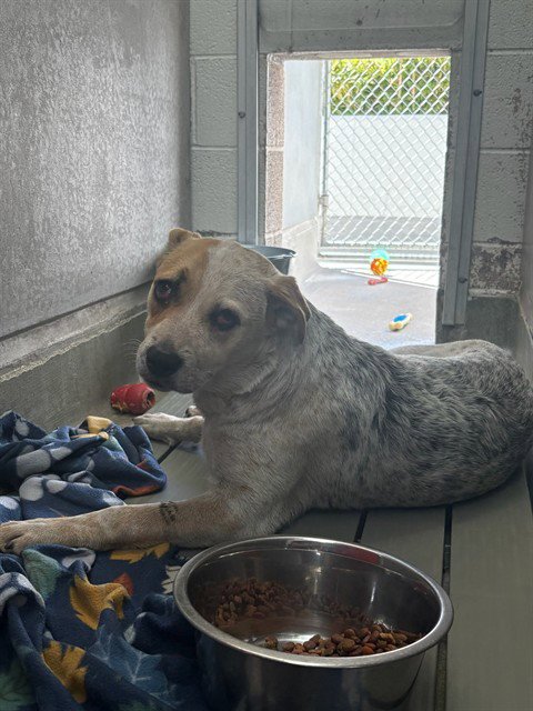 AMOR - Australian Cattle Dog/Blue Heeler available for adoption