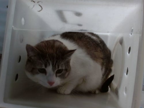 ANGEL - Domestic Short Hair available for adoption