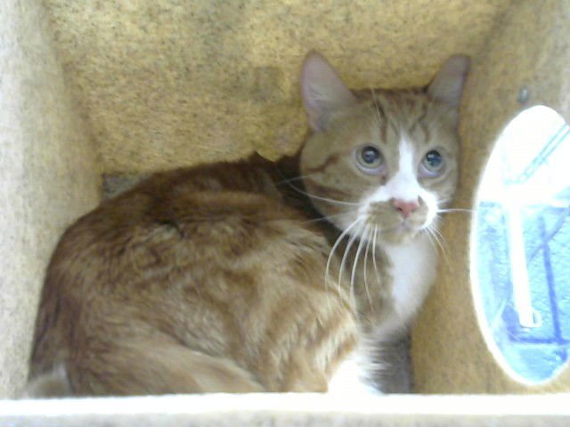 TOKYO - Domestic Short Hair available for adoption