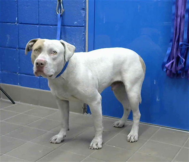 YOLK - American Pit Bull Terrier available for adoption