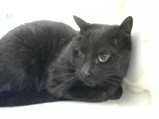 TINY TIMOTHY - Domestic Short Hair available for adoption