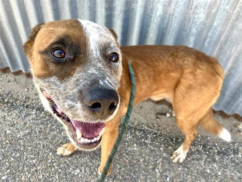 ZERO - Australian Cattle Dog/Blue Heeler available for adoption