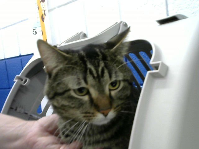 BRINKO - Domestic Short Hair available for adoption