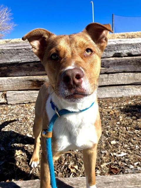 YOTE - American Pit Bull Terrier available for adoption