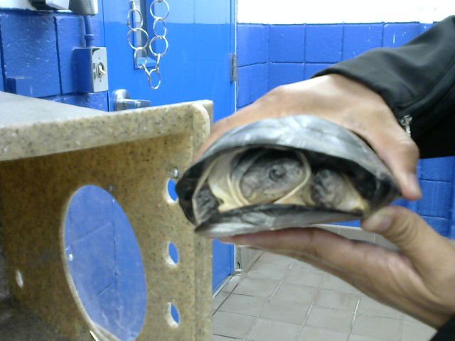 SHREDDER - Turtle available for adoption