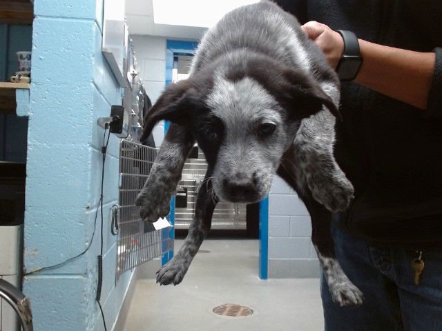 BATMAN - Australian Cattle Dog/Blue Heeler available for adoption