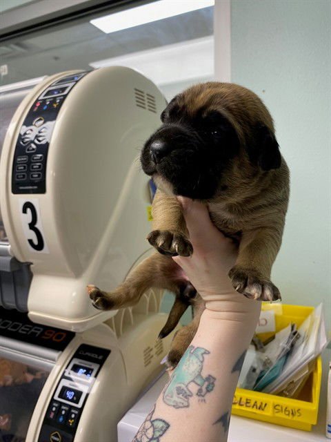 RONDA - Mastiff / American Pit Bull Terrier available for adoption