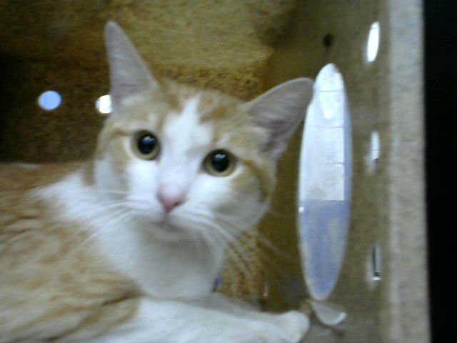 BLOSSOM - Domestic Short Hair available for adoption