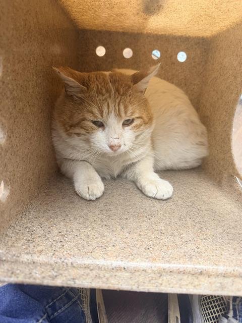 CLEF - Domestic Short Hair available for adoption