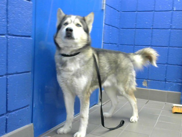 DEXTER - Husky / Siberian Husky available for adoption