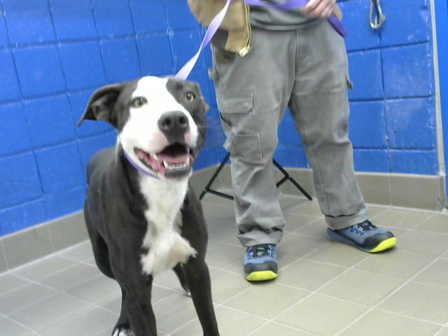 BEAR - American Pit Bull Terrier available for adoption