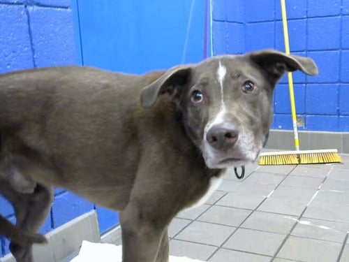 MOCHI - German Shepherd Dog available for adoption