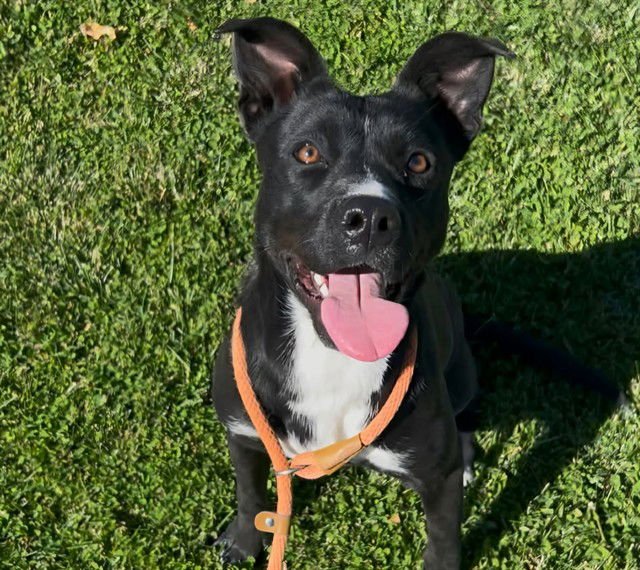 WILLOW - Labrador Retriever available for adoption