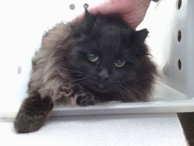 SILVER - Domestic Long Hair available for adoption