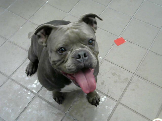 VIVIAN - Staffordshire Bull Terrier available for adoption