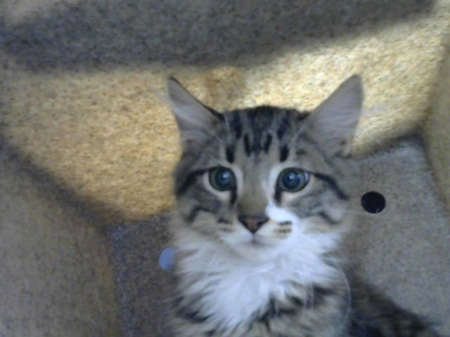 CHUMMY - Domestic Short Hair available for adoption