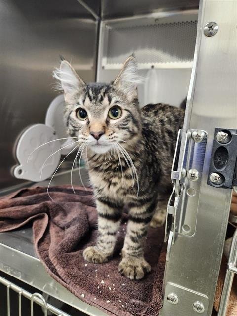 LOAF - Domestic Medium Hair available for adoption