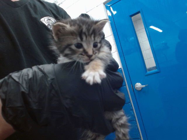 BABY BEAR - Domestic Short Hair available for adoption