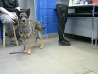 ROOCHIE - Photo 1
