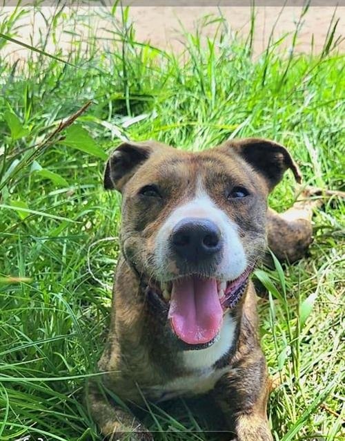 WENDY - American Pit Bull Terrier available for adoption