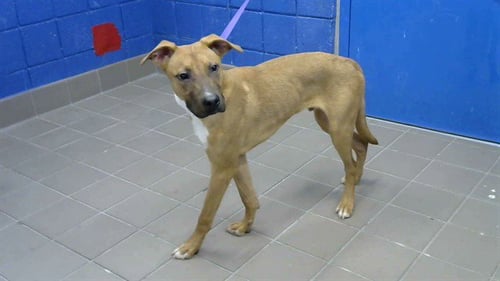 CLYDE - Labrador Retriever available for adoption