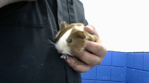 YOGI - Guinea Pig available for adoption