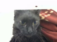 TOBY - Photo 1