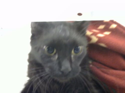 TOBY - Domestic Long Hair available for adoption
