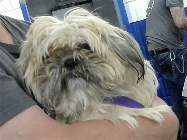 BENJI - Shih Tzu available for adoption