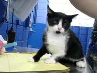 TUX - Photo 1