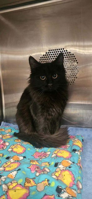 BABES - Domestic Short Hair available for adoption