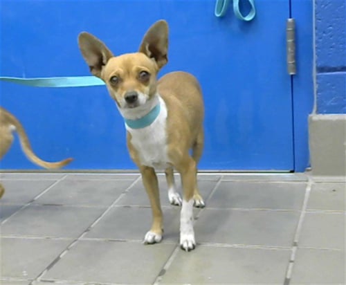 SWAVAY - Chihuahua available for adoption