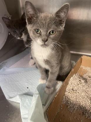 BOOTS - Domestic Short Hair available for adoption