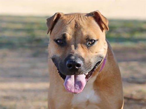 LINGUINI - American Pit Bull Terrier available for adoption