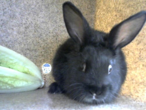 JAKY - Shorthaired Rabbit available for adoption