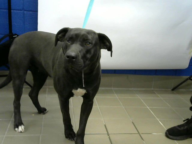 NAVINA - American Pit Bull Terrier / Chinese Shar-Pei available for adoption